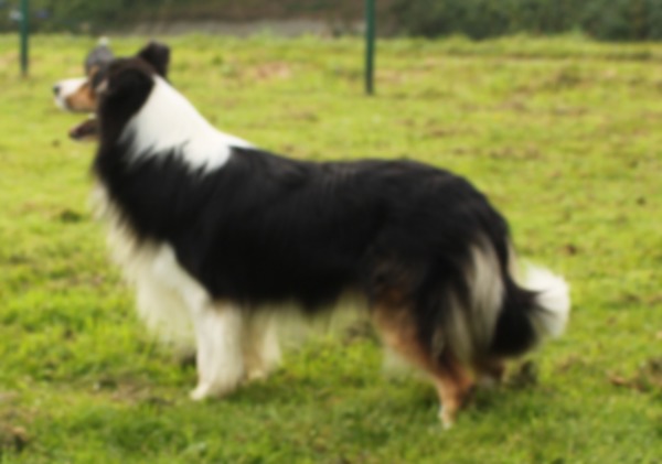 aces legacy border collie