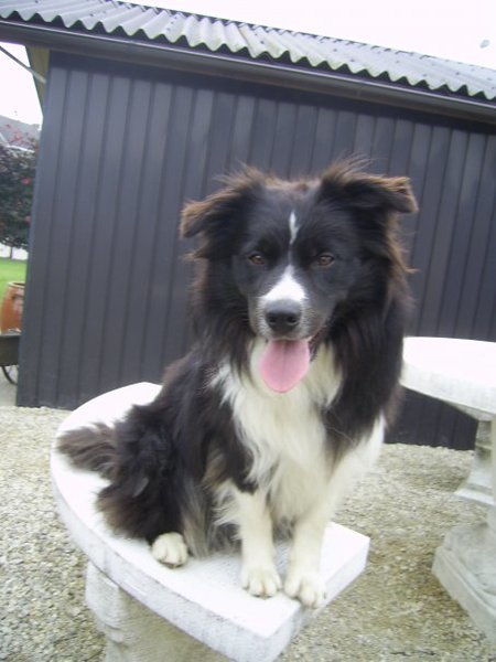 aces legacy border collie