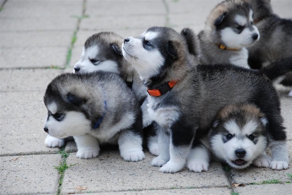 Alaskan Malamute