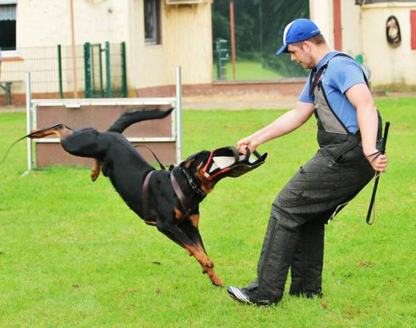 van Brixenburg Rottweilers