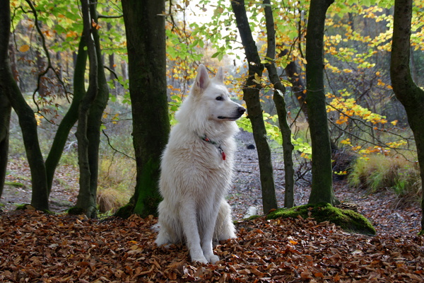 Zwitserse herfst