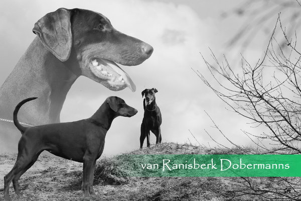 van RanisberK Dobermanns