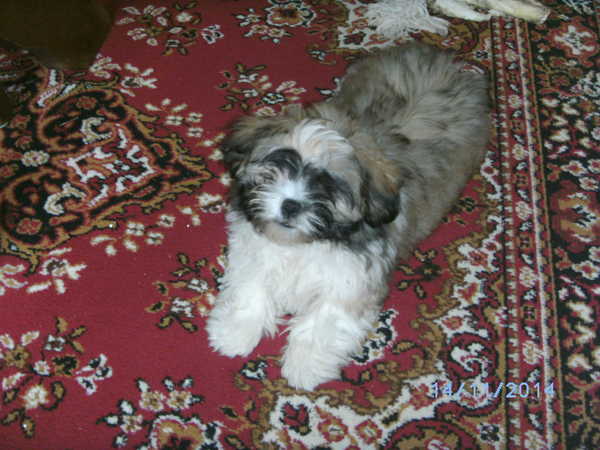 Shih Tzu