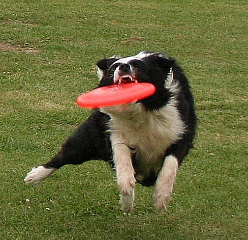 Border Collie