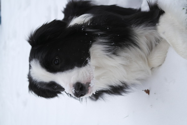 Border Collie