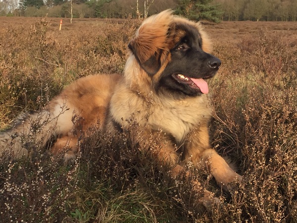 Leonberger