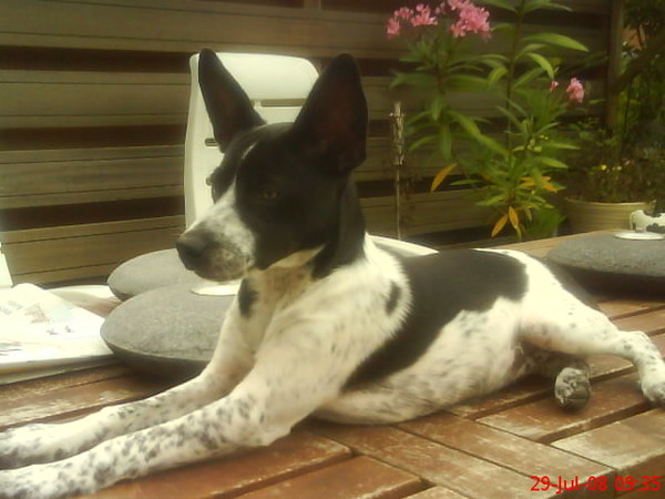 Boerenfox/jack russell