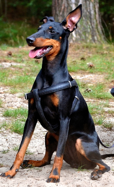 Manchester Terrier