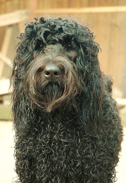 The Happy Home Labradoodles