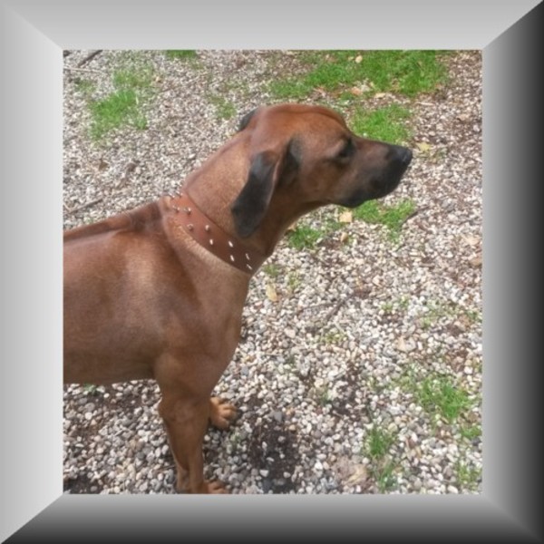 Rhodesian Ridgeback