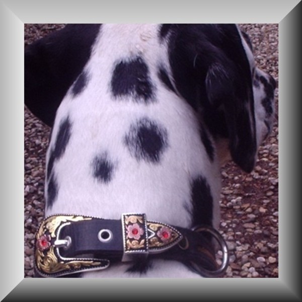 Dalmatische hond