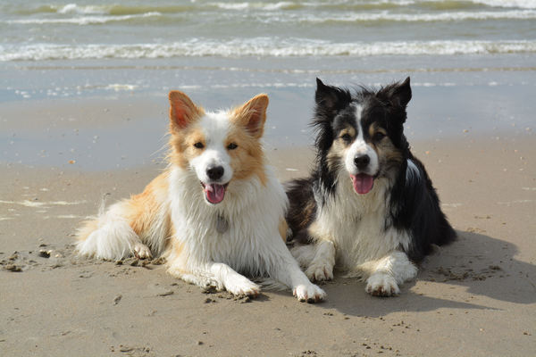 Borders Of The Beach