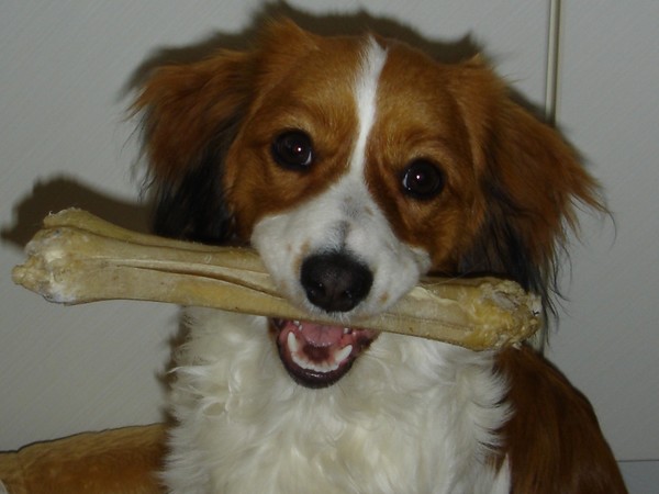 Kooikerhondje