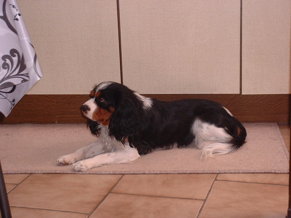 King Charles Spaniel