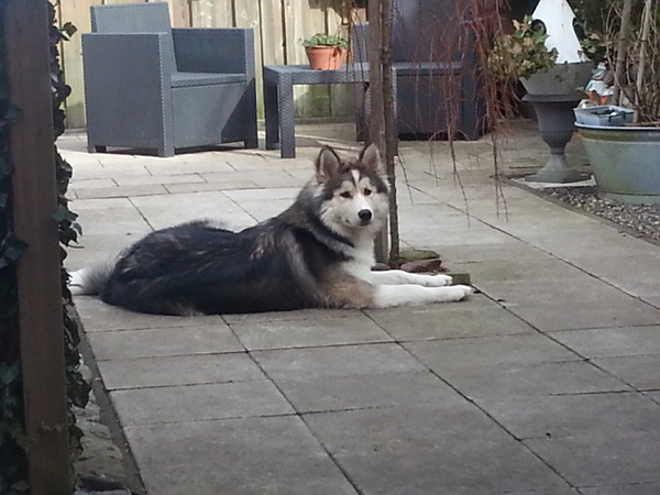 Alaskan Malamute