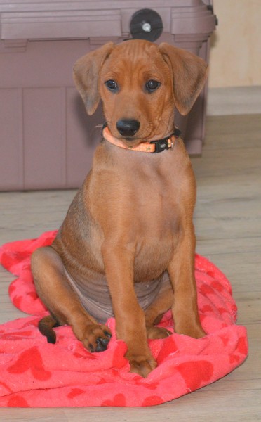 Duitse Pinscher