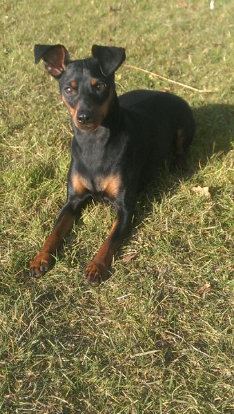 Dwergpinscher