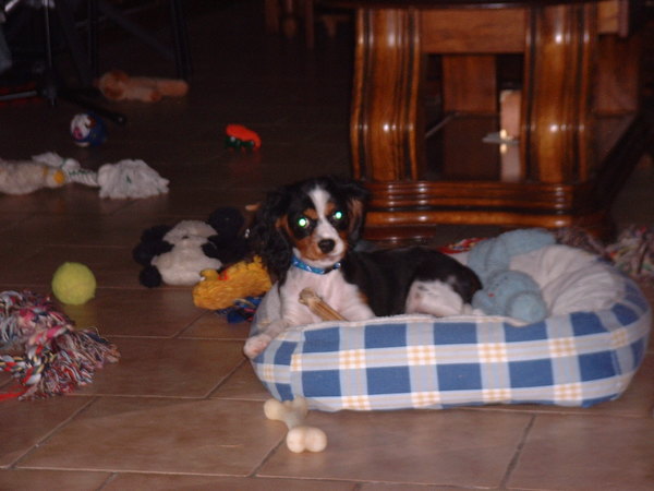 King Charles Spaniel