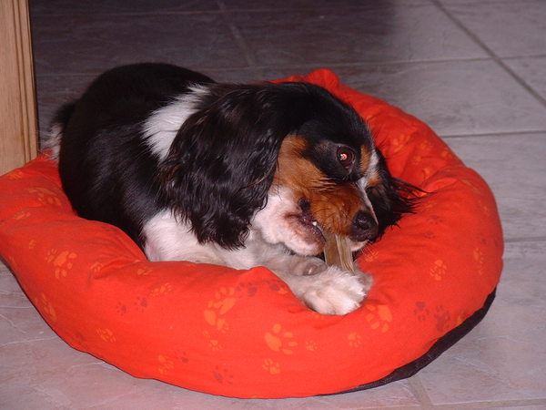 King Charles Spaniel