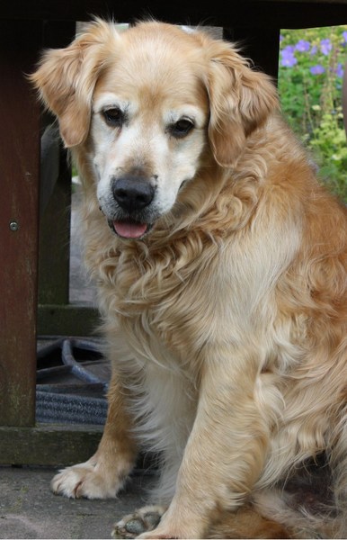 Golden Retriever