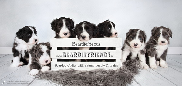 Beardiefriends