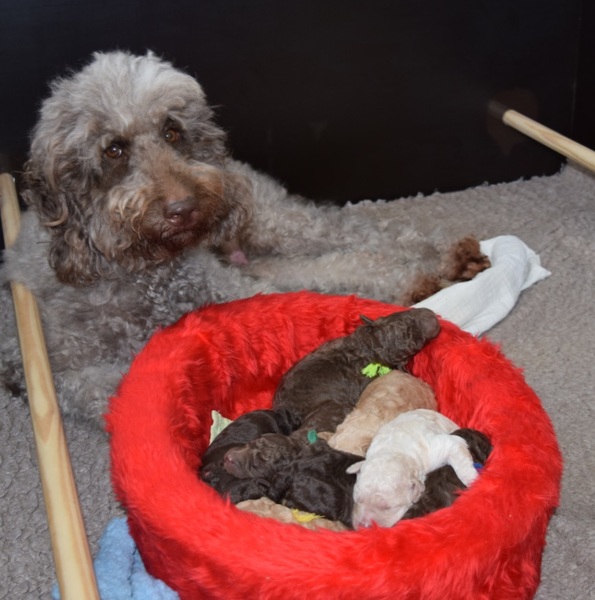 Australische Labradoodles Orse Ket