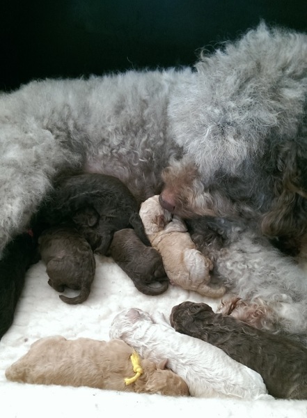 Australische Labradoodles Orse Ket