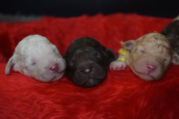 Australische Labradoodles Orse Ket