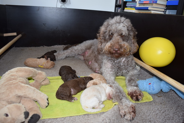 Australische Labradoodles Orse Ket