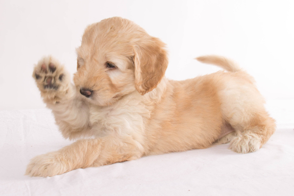 Orange Aussie Dogs