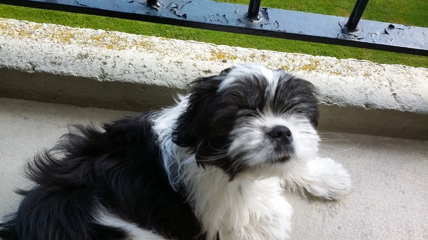 Shih Tzu