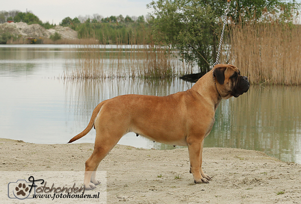 Marouds Pride Bullmastiffs