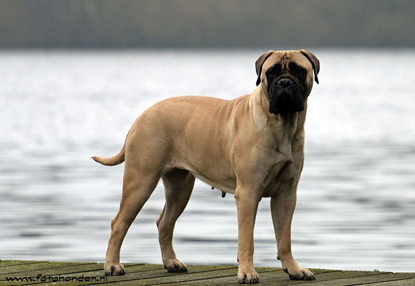 Marouds Pride Bullmastiffs