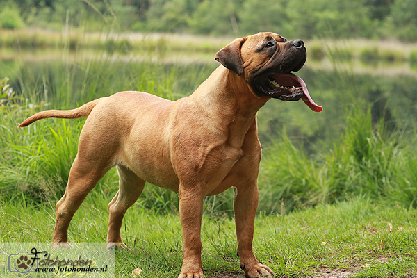 Marouds Pride Bullmastiffs