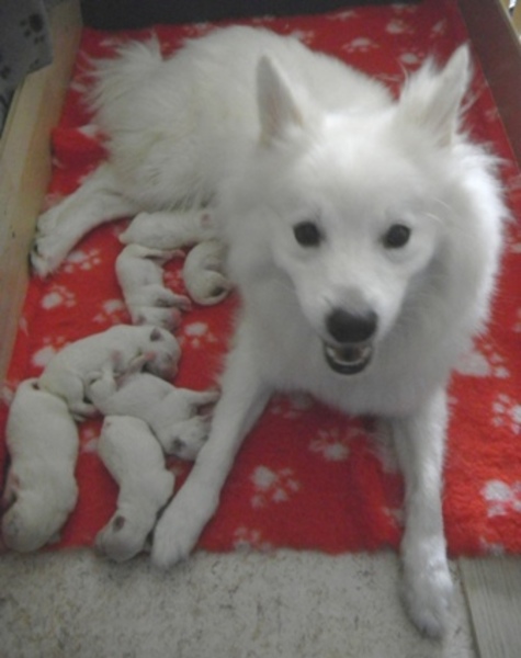 kennel DE GROTE WITTE KEES.