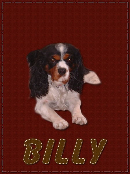 Cavalier King Charles Spaniel