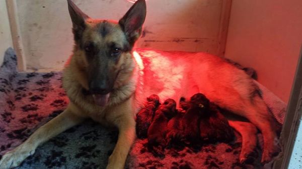 Westfriesland working dogs