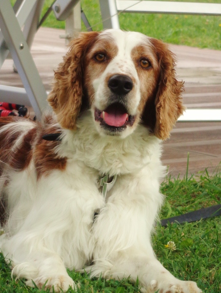 Welsh Springer Spaniel