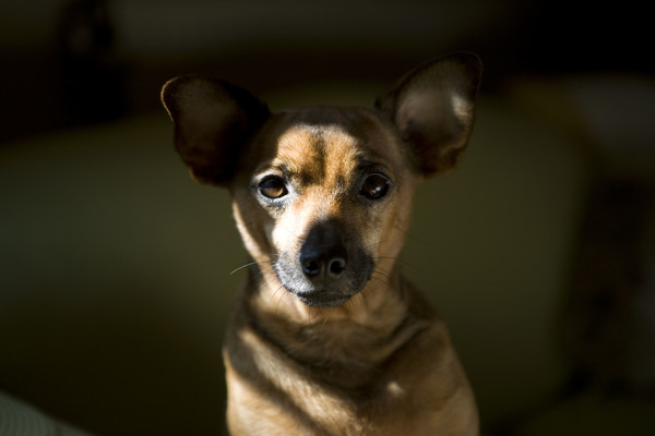 Dwergpinscher