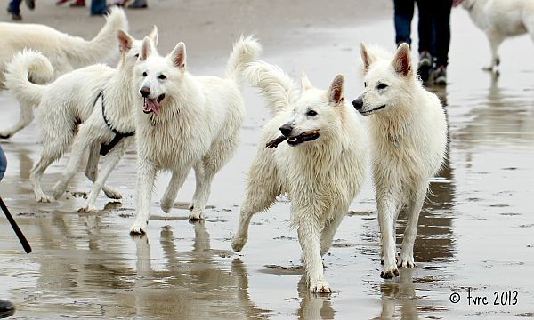 Zwitserse witte herder kennel Misthy's Friends