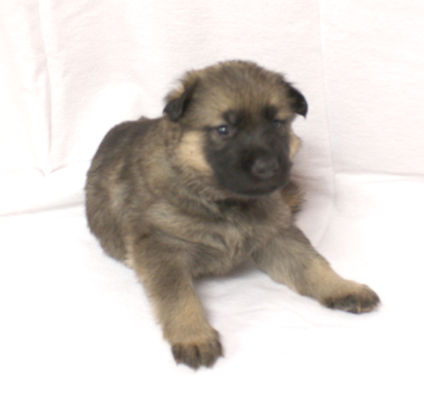 Westfriesland working dogs