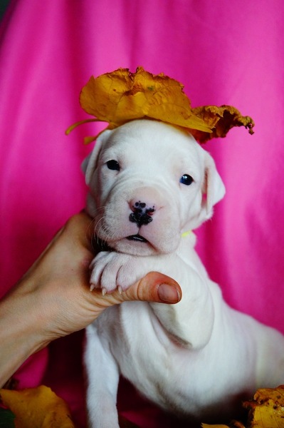 Dogo Argentino Kennel De La Orgullo Blanco