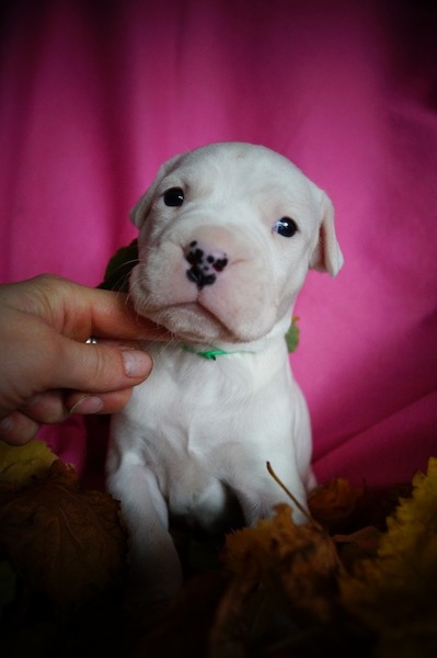 Dogo Argentino Kennel De La Orgullo Blanco