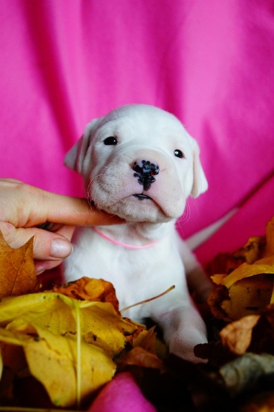 Dogo Argentino Kennel De La Orgullo Blanco