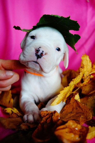 Dogo Argentino Kennel De La Orgullo Blanco