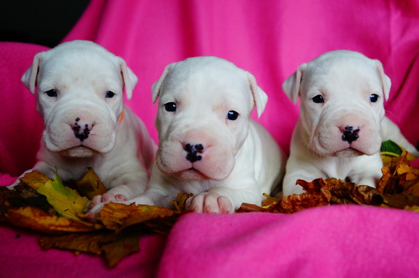 Dogo Argentino Kennel De La Orgullo Blanco