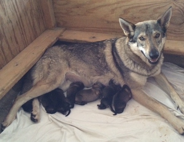 kennel vom Weidenwald