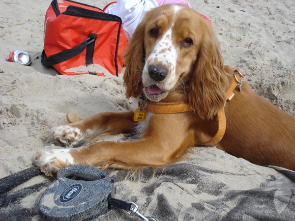 Engelse Cocker Spaniel