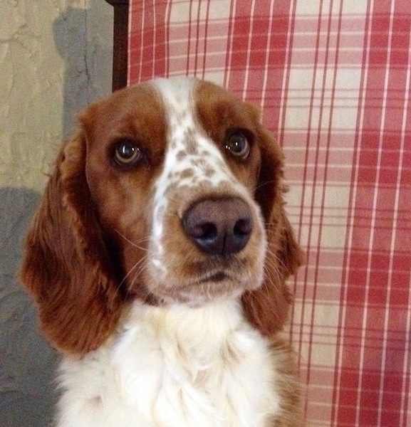 Welsh Springer Spaniel