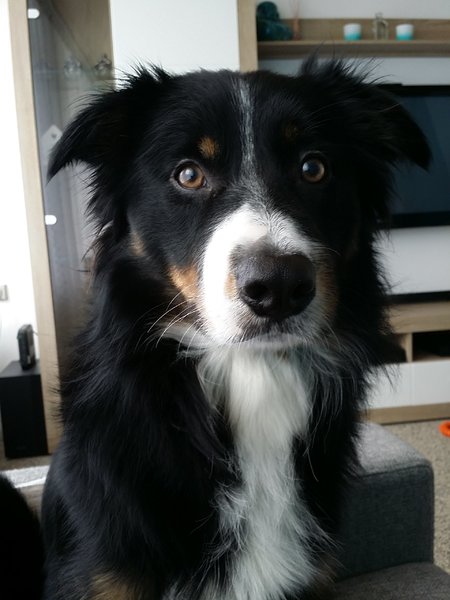 Border Collies uit nest mei 2014 Schaapskooi Black and White Kerkrade